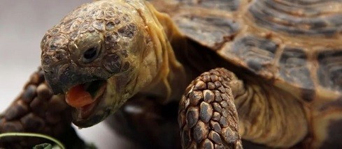 9 фактов о черепахах, которые вы могли не знать