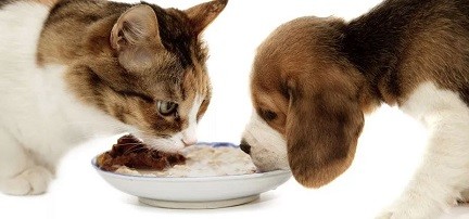 Правильное питание домашних животных