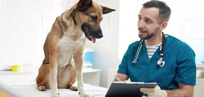 Консультация ветеринара онлайн